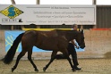 16_ApHC Hunter In-Hand Classes (M,G,S)